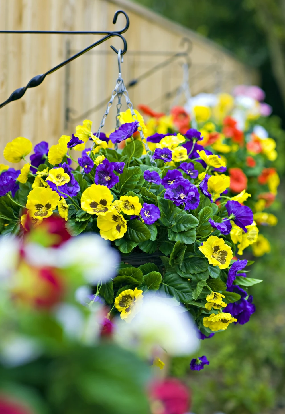 purple and yellow pansy