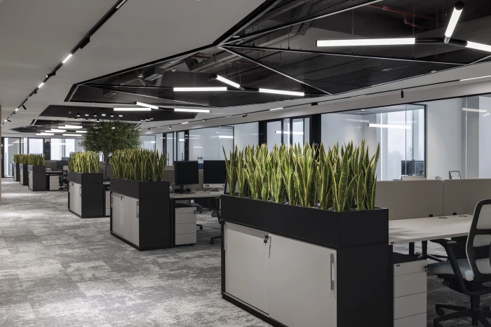 Modern open-plan office with desks, computers, and partitions featuring green potted snake plants, considered among the best plants for an office. The space has grey carpeting, white cupboards, and large windows, giving it a bright and clean appearance.