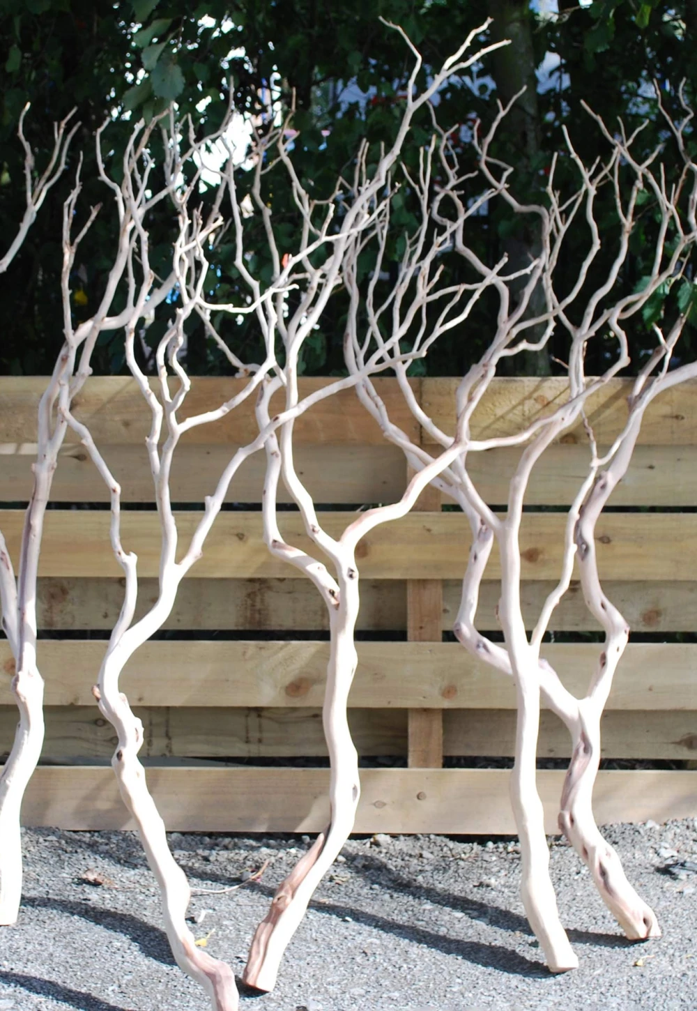 manzanita wood branches