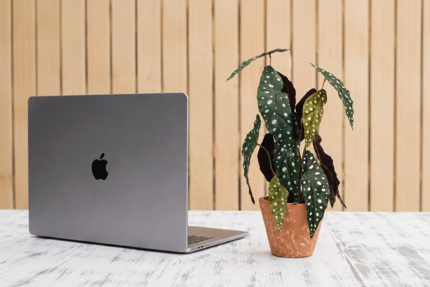A tidy office desk features a small potted plant beside a laptop,with natural light streaming in from a nearby window. This setup highlights the benefits of adding indoor plants to an office environment, enhancing air quality and reducing stress